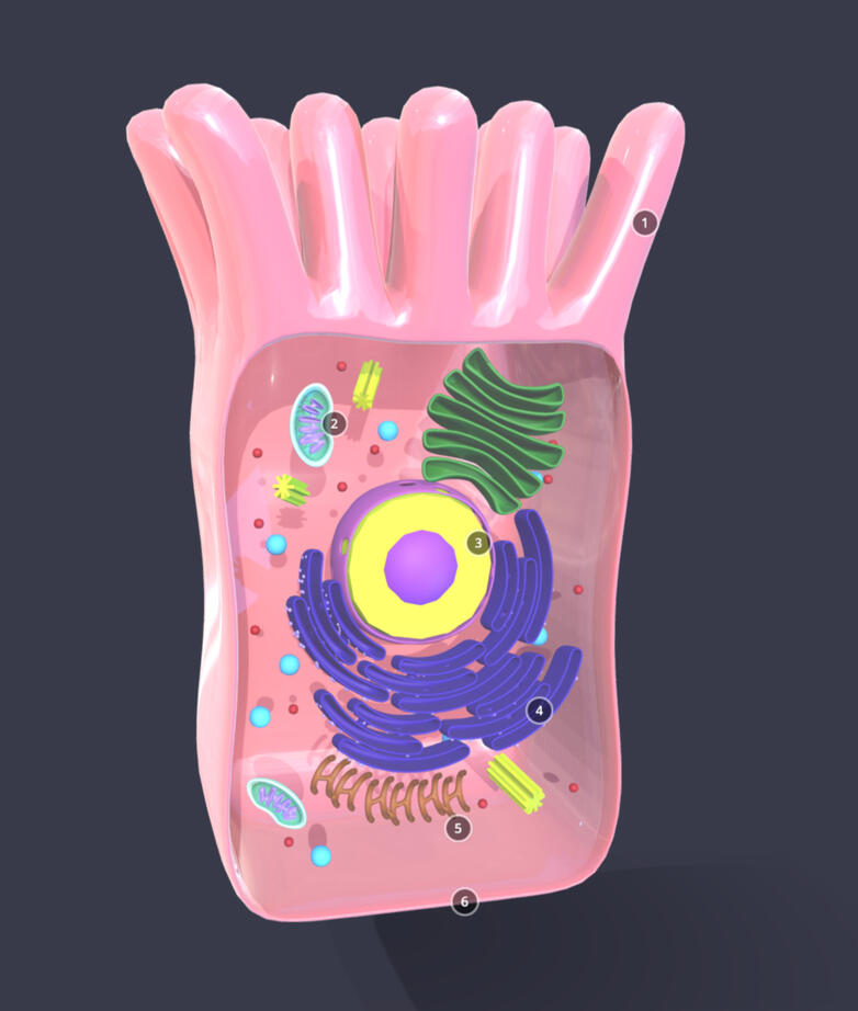 Intestinal Epithelial Cell – Autodesk Maya, Sketchfab