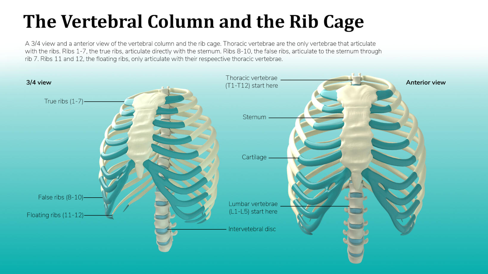 The Vertebral Column and the Rib Cage – Autodesk Maya, Adobe Photoshop