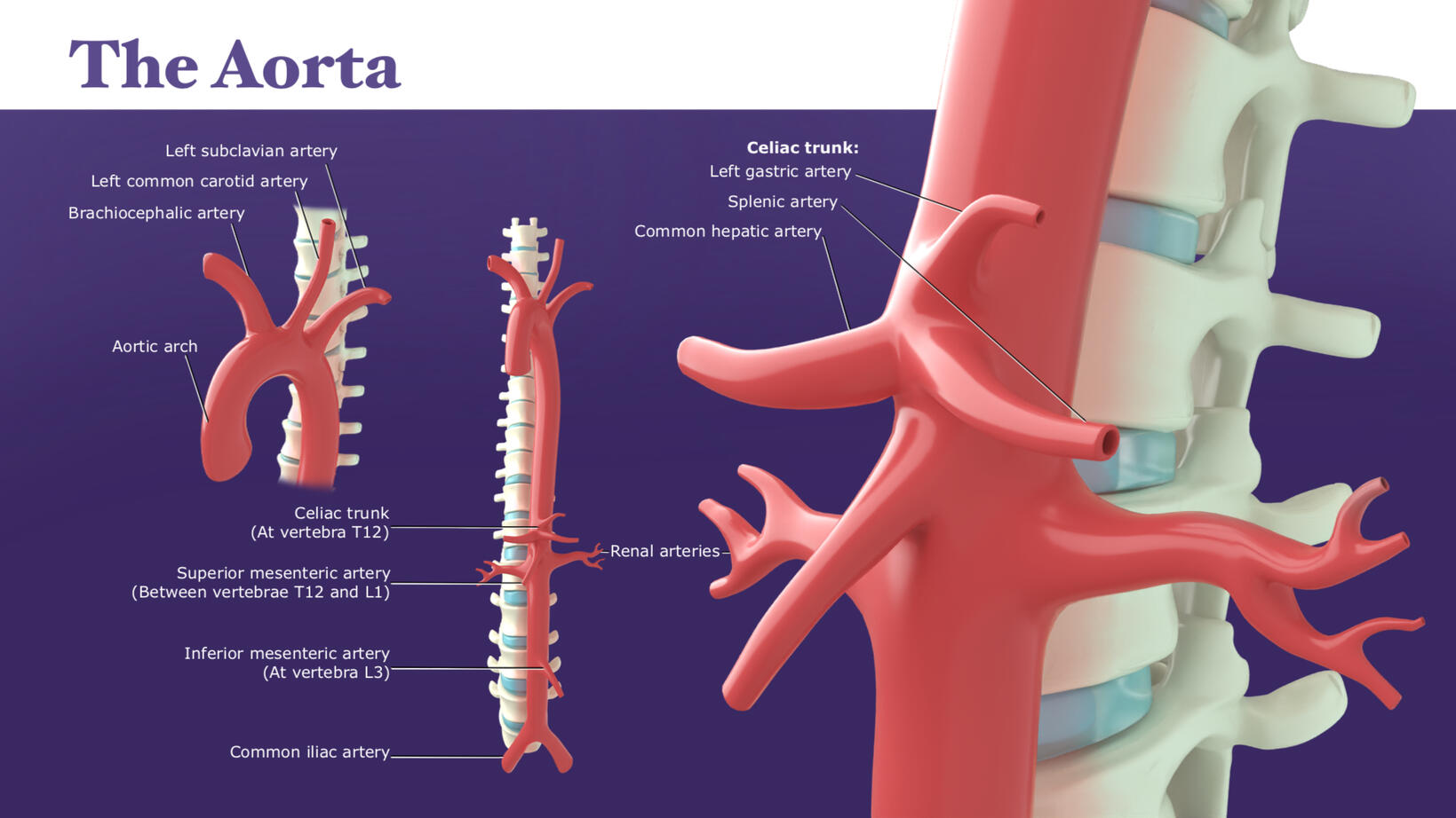 The Aorta – Autodesk Maya, Procreate