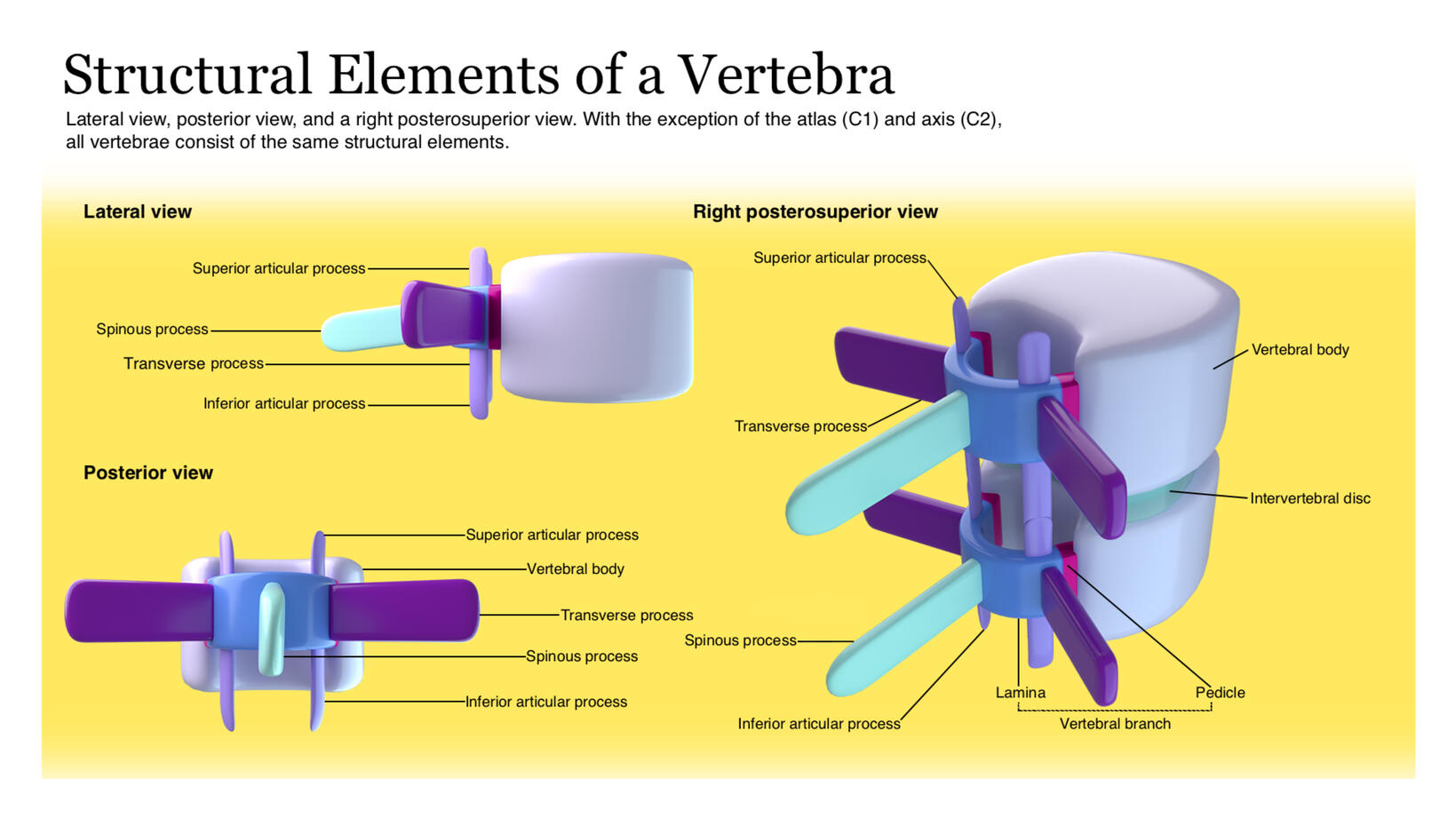 Structural Elements of a Vertebra– Autodesk Maya, Adobe Photoshop