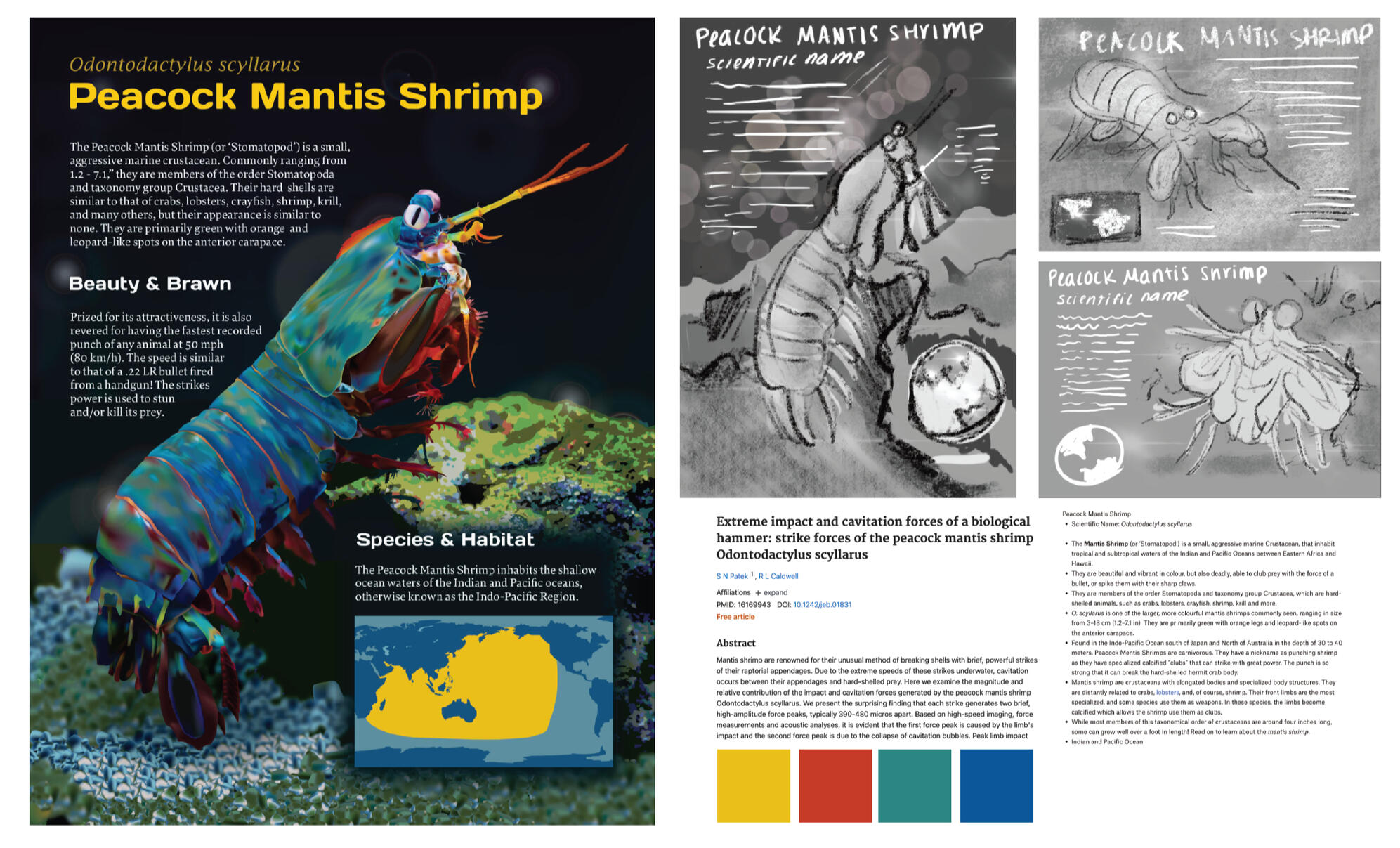 Peacock Mantis Shrimp – Adobe Illustrator