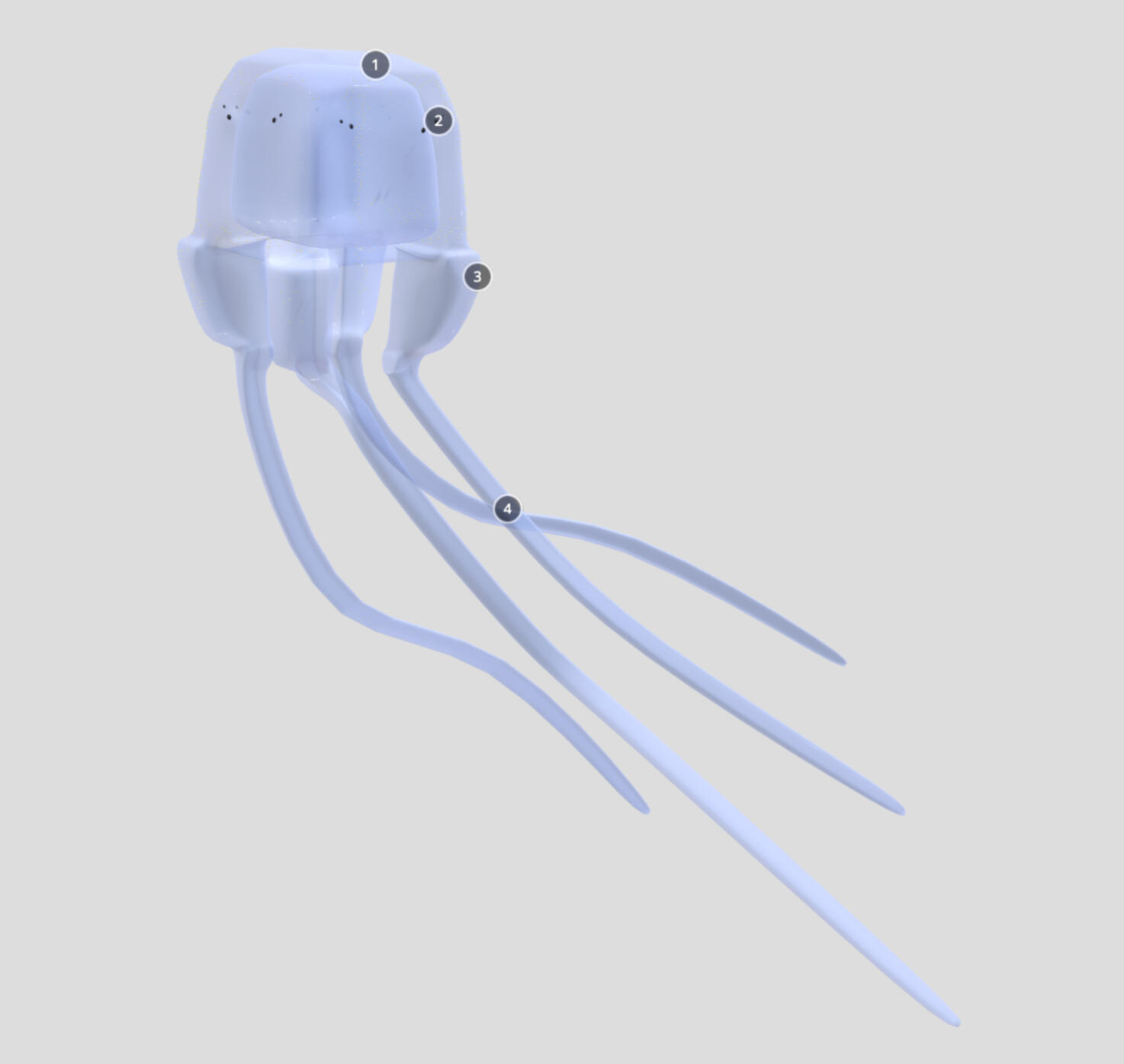 Box Jellyfish 3D Model – Autodesk Maya, Sketchfab