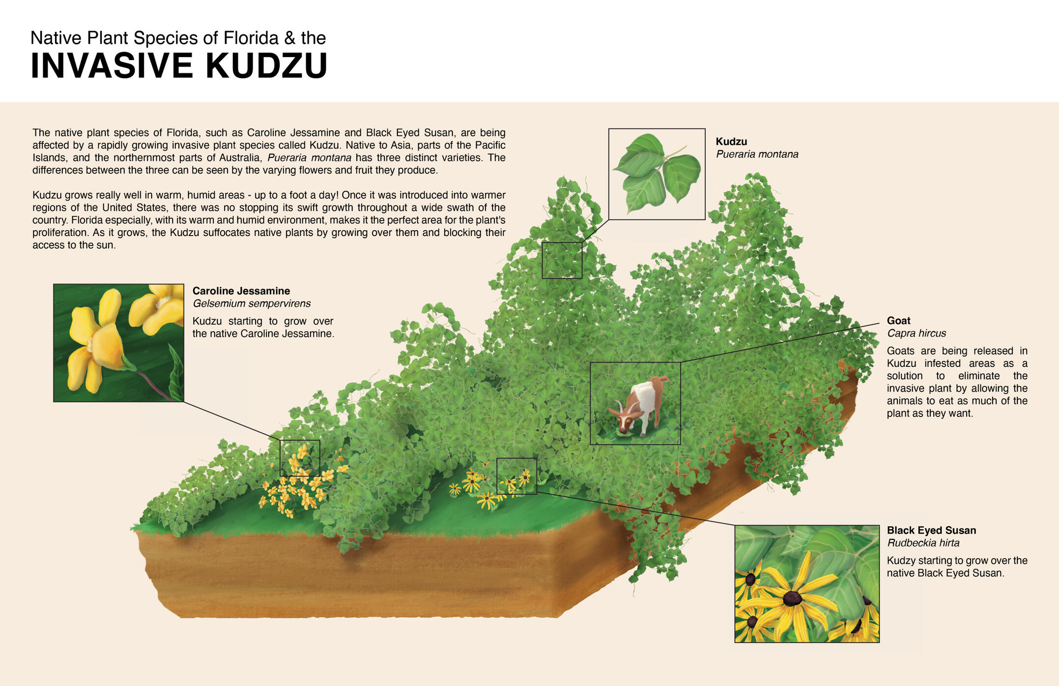 Invasive Kudzu in Florida – Adobe Illustrator, Procreate