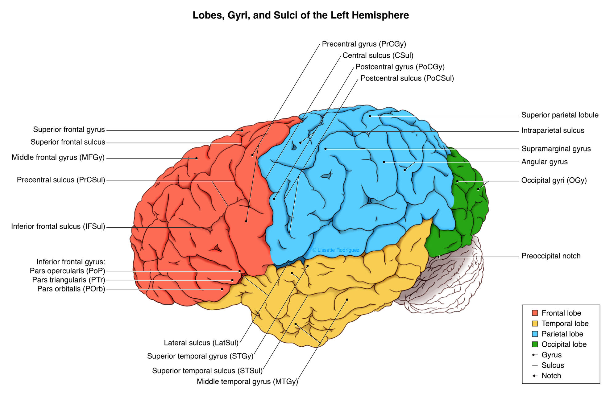 Lobes, Gyri, and Sulci of the Left Hemisphere – Procreate, Clip Studio Paint EX; Recinto de Ciencias Médicas; Puerto Rico School of Medicine
