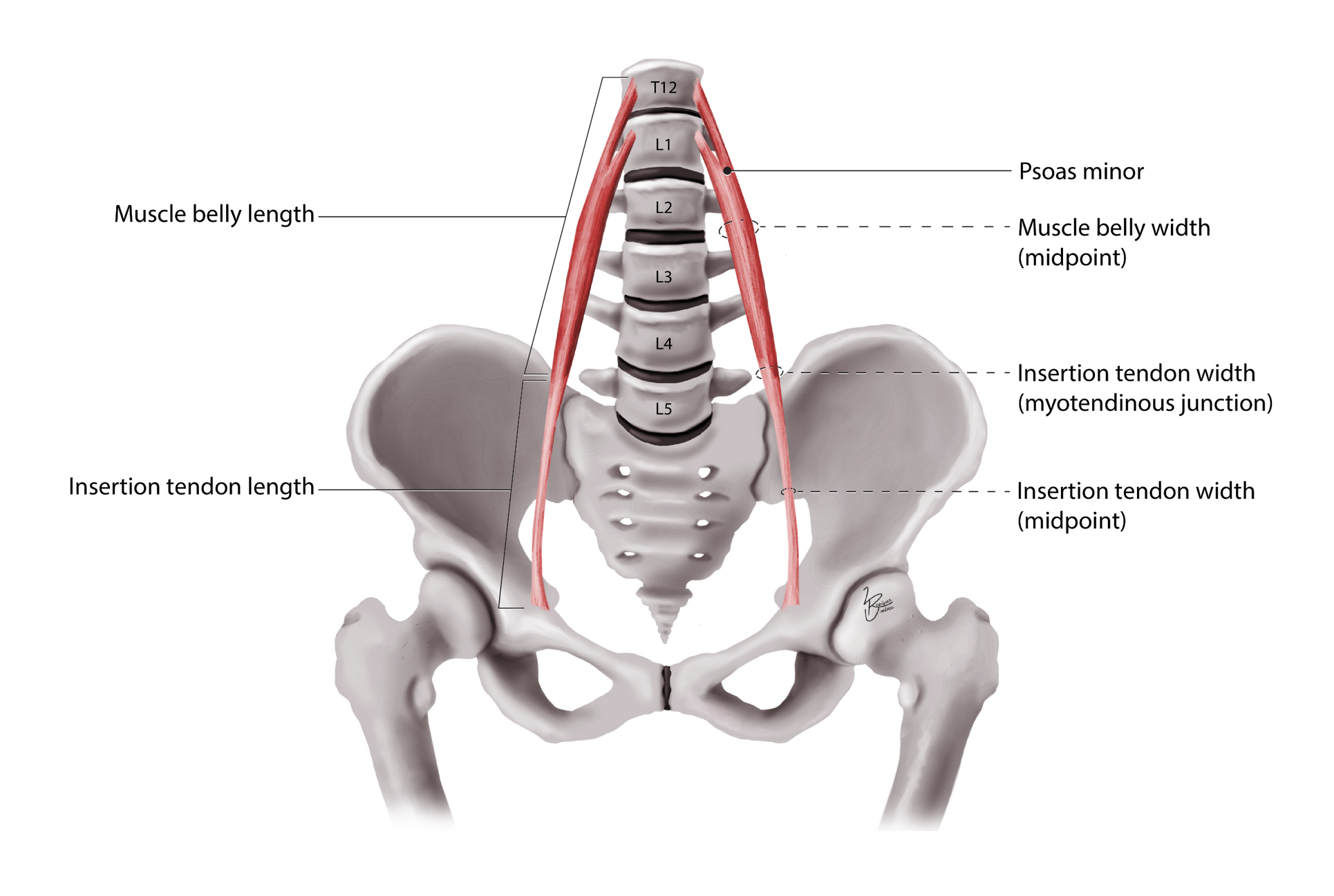 Psoas Muscles – Adobe Illustrator, Procreate