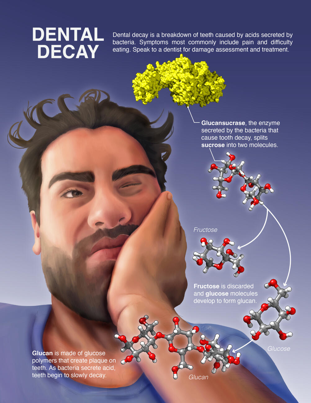 Dental Decay – Chimera, Protein Databank, Adobe Illustrator, Procreate